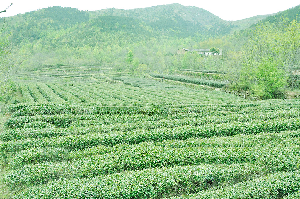 1640572097136539.jpg A11.JPG